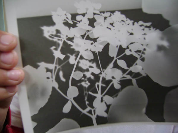 Photograms_April 2012_9666